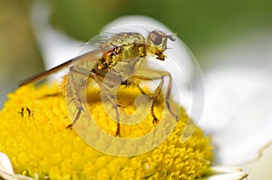 Macro of common yellow dung fly on daisy flower