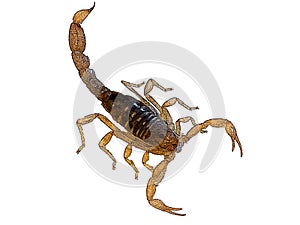 Macro computer illustration of a scary Scorpion isolated on white