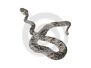 Macro computer illustration of a Western Diamondback Rattlesnake isolated on white