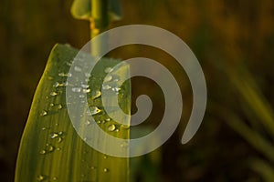 Macro concept of dew drops on green plant leave on field natural floral environment in morning sun rise soft colors