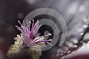 A macro containing details of a black Hollyhock