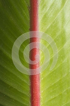 Macro detail of strelitzia`s leaf photo
