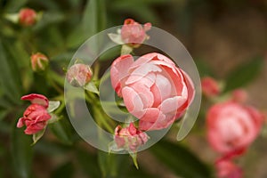 Macro of coral Knock Out Rose in full bloom next to fading roses.