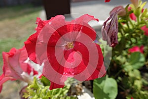 Macro of coral red flower of petunia