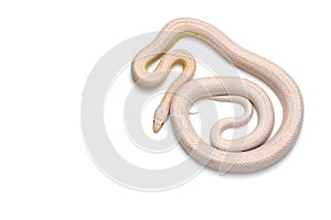 Corn snake on white background