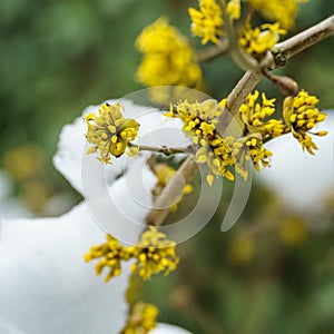 Macro cornelian cherry blossom Cornus mas, European cornel, dogwood in early spring. Yellow flowers