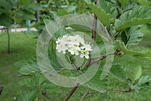 Macro of corymb of white flowers of Sorbus aria in May