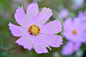 Macro Cosmos