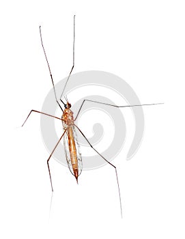 Macro of a Crane Fly From Underside