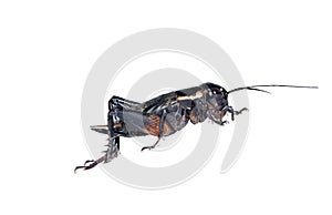 Macro Crickets isolated on a white background with copy space and clipping path.