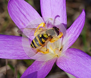 Macro Crocus flower