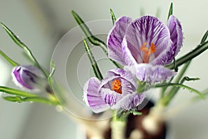 Macro. Crocus flower.