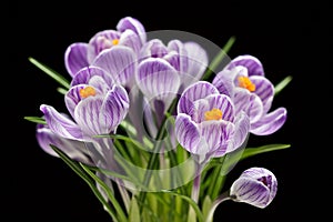Macro of crocuses