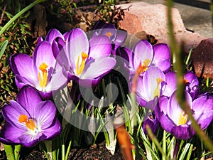 Macro of crocusses in the garden