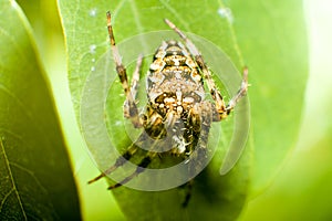 Macro cross spider on green leaves