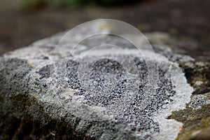 Macro of a crustose lichen