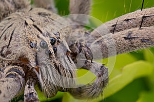 Macro Ctenido Phoneutria spider photo