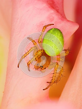 Cucumber Green Spider (Araniella cucurbitina) photo