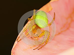 Cucumber Green Spider (Araniella cucurbitina) photo