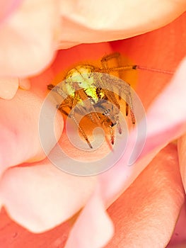 Cucumber Green Spider (Araniella cucurbitina) photo