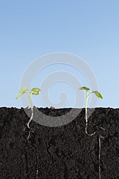 Two vegetable seedlings