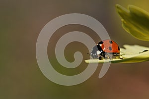 Macro of a cute ladybug resting on a petal of a yellow flower with green background