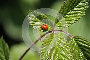 Macro cute red and black ladybug, ladybird, beetle, on green leaf