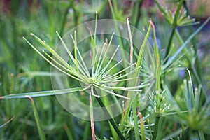 Macro of cyperus papyrus or Nile Grass growing