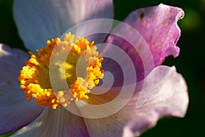 Macro of Dahlia flower-head, fall season nature in detail