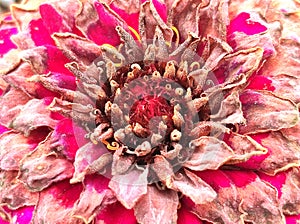 Macro dahlia pink rose lilac colored overblown on my balcony in late november