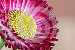 Macro daisy