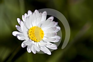 Macro Daisy on Blue