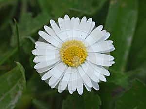 Macro Daisy Flower
