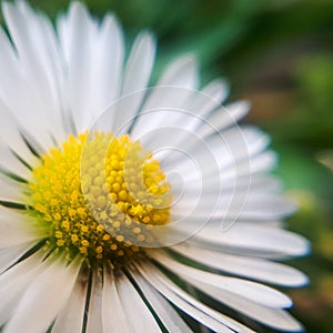 Macro daisy flower. Details of yellow daisy