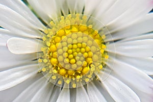 Macro daisy flower. Details of yellow daisy