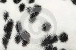 Macro of Dalmatian puppy fur photo