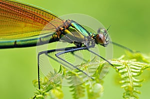 Macro damselfly on fern