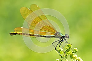 Macro damselfly on fern