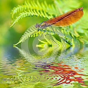 Macro damselfly on fern above water