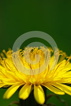 Macro of dandelion