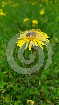 Macro dandelion bee work spring yellow