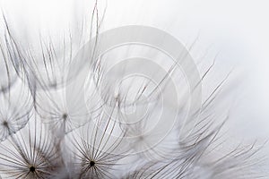 Macro dandelion black and white. Freedom to Wish.