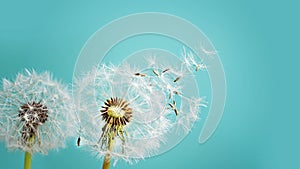 Macro dandelion at blue background. Freedom to Wish photo