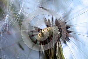 Macro dandelion, blue sky background. Dandelion seeds close-up. Summer. Fragility
