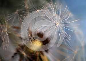 Macro dandelion, blue sky background. Dandelion seeds close-up. Summer. Fragility