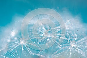 Macro of a dandelion with droplets on the delicate blue background. selective focus.