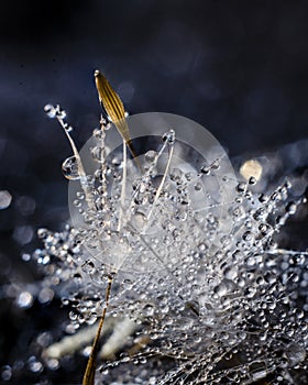 Macro of a dandelion with drops of water and a deep blue background