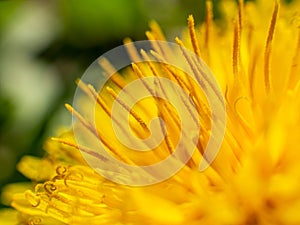 Macro dandelion flower with stamen details