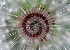 Macro of a dandelion head