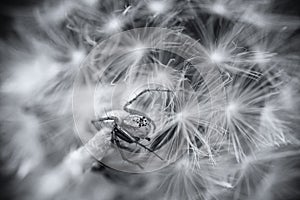 Macro of a dandelion head with a small spider in artistic black and white conversion